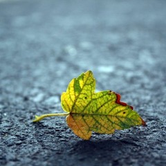Last leaf