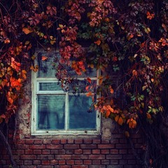 Окно в Осень