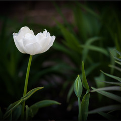 Білий тюльпан