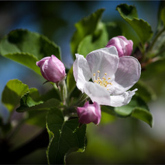 Квітка яблуні