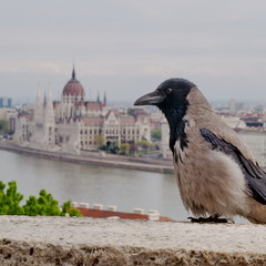 Вороний портрет на фоне Будапешта