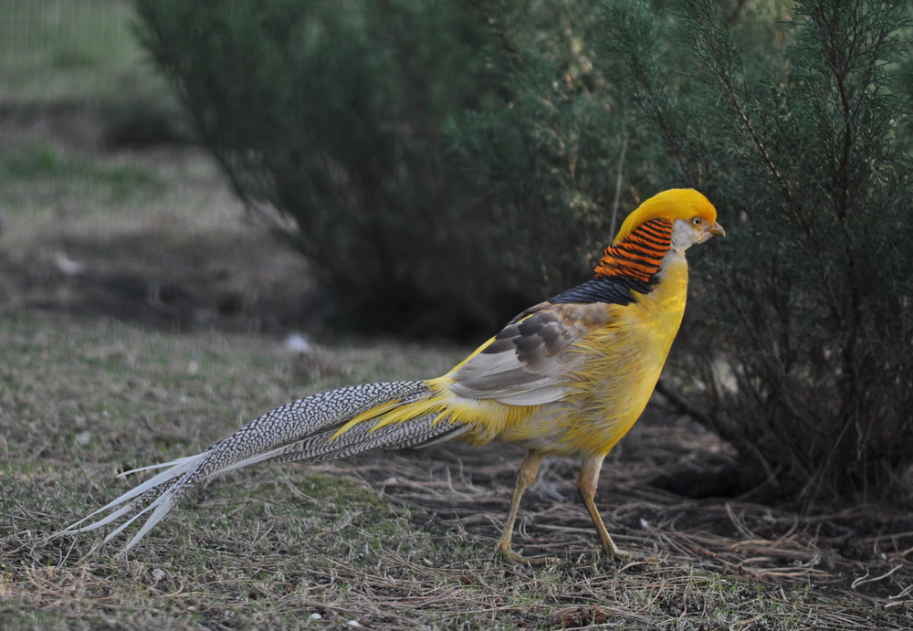 Золотой фазан chrysolophus pictus. Парк птиц воробьи. Императорский фазан. Золотой фазан самка. Золотой королевский фазан.
