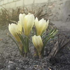 Весняні квіти