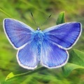 Марина Онуфрієнко