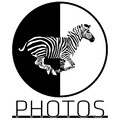 Zebra Photos