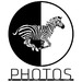 Zebra Photos